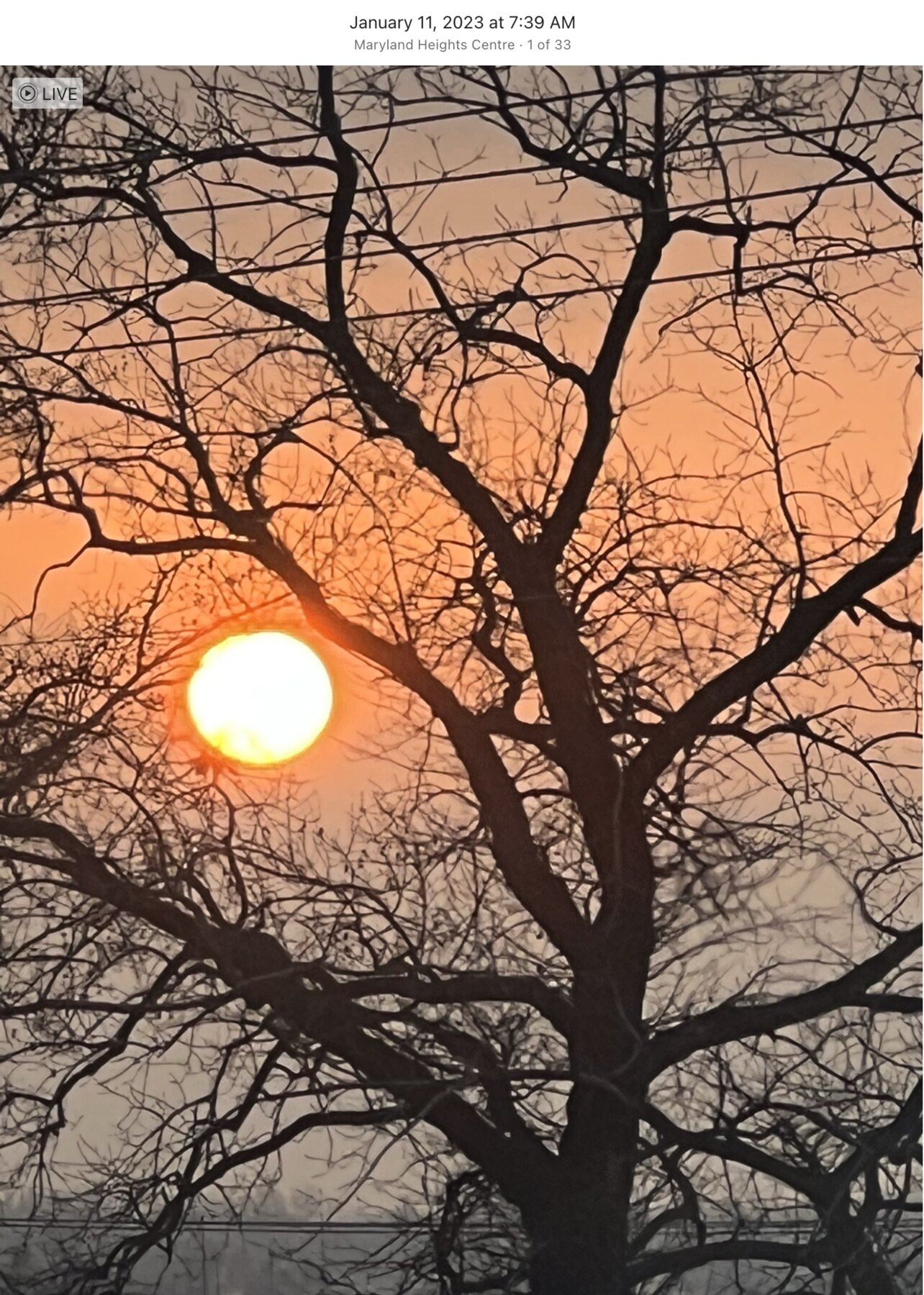 Sunrise glowing through the branches of a bare tree in Maryland Heights
