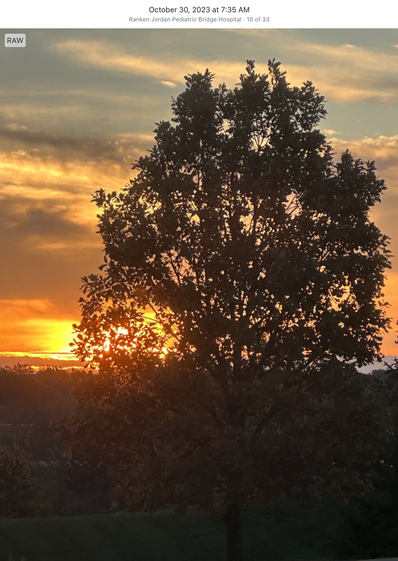 Sunrise shining through a solitary leafy tree in Maryland Heights