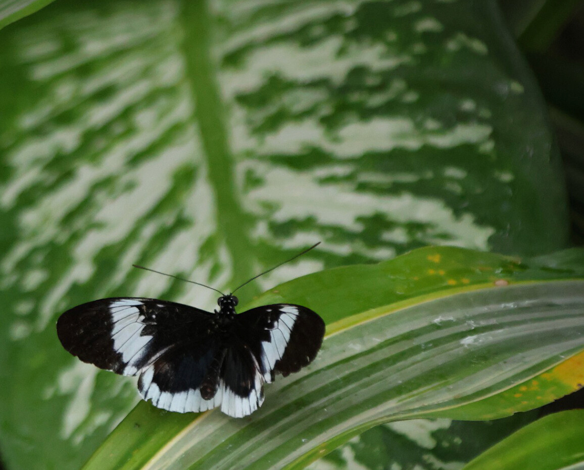 Black and white butterfly resting on a broad green leaf