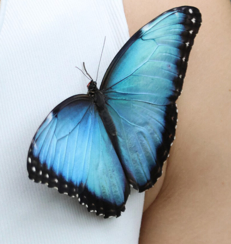 Close view of a blue morpho butterfly with open iridescent wings
