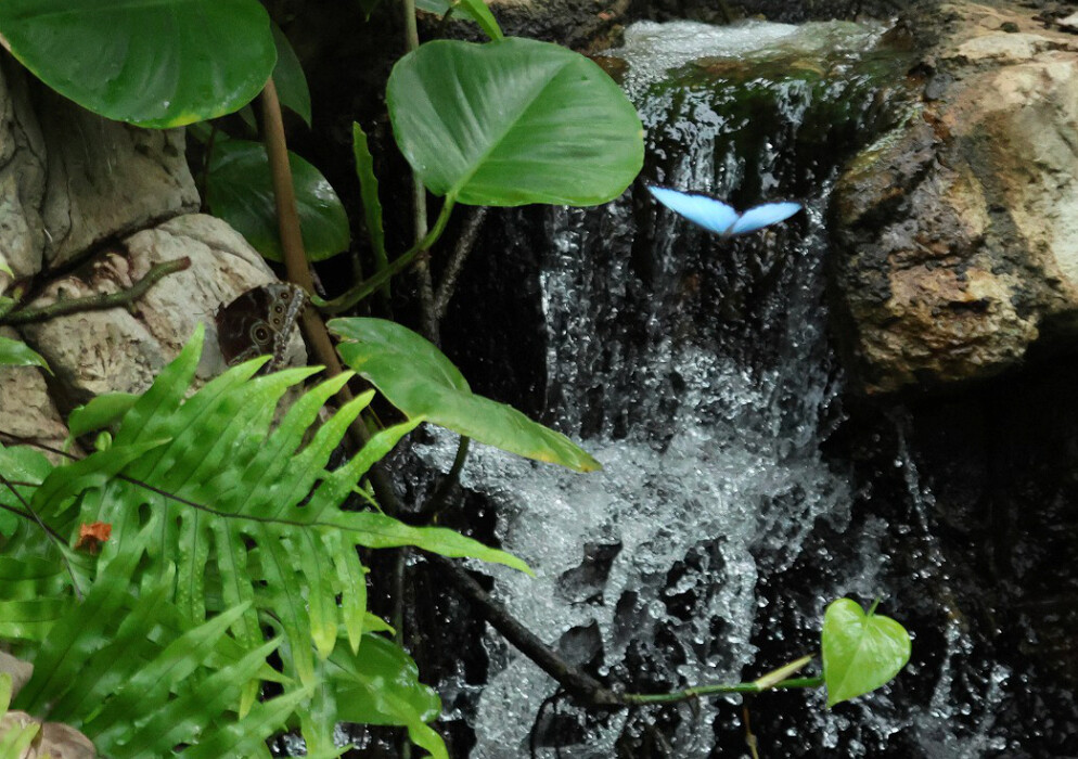Blue butterfly in flight beside a small tropical waterfall