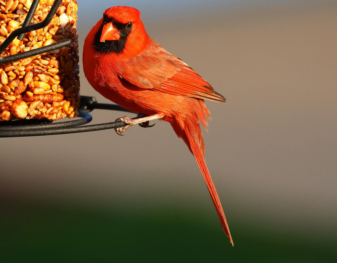 Close portrait of a brilliant red cardinal at a feeder