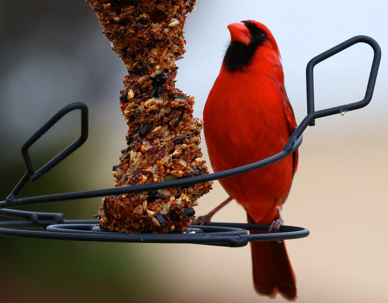 Bright red cardinal perched beside a hanging bird feeder