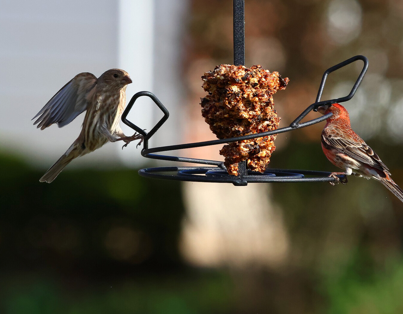Two small birds meeting at a backyard feeder