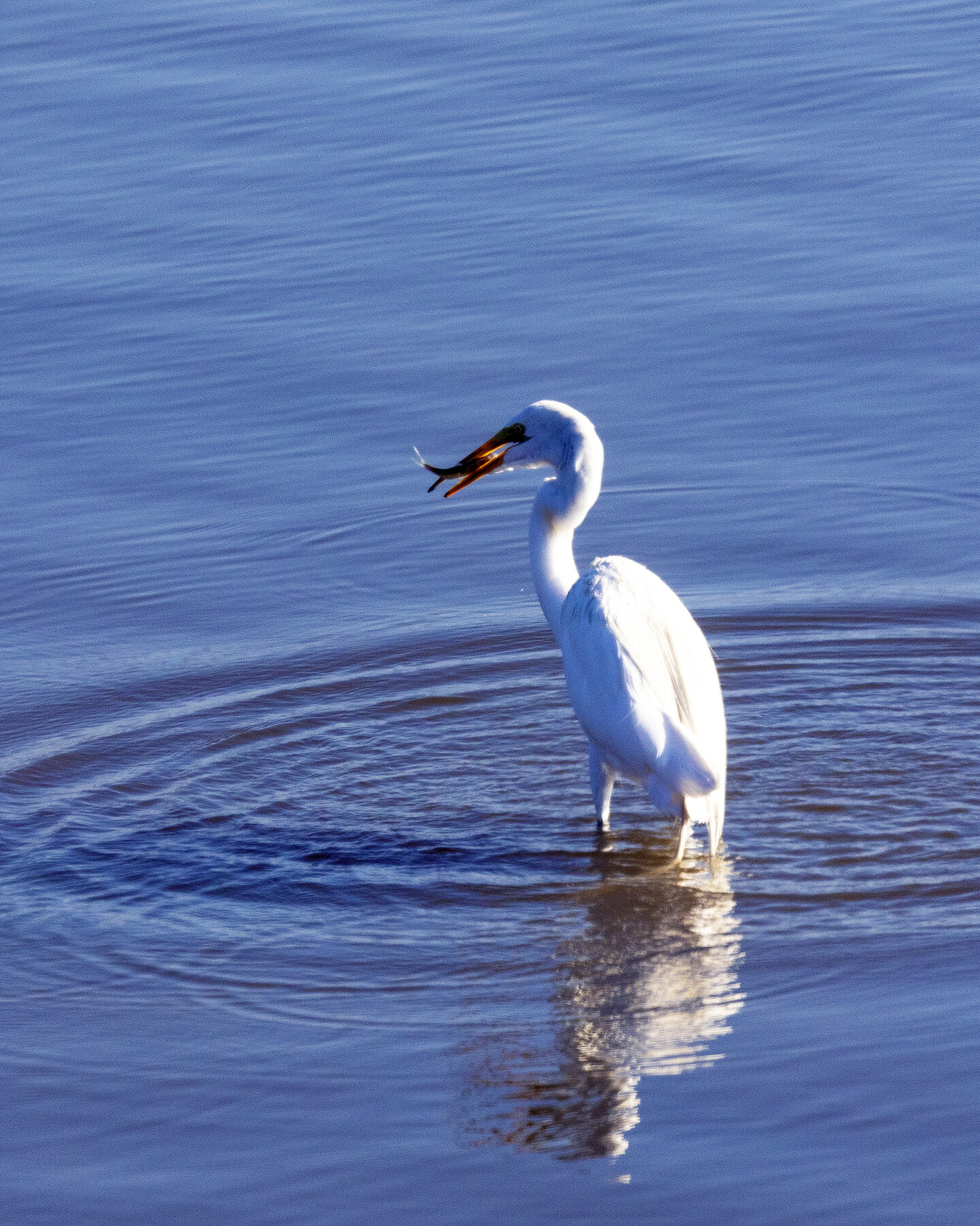 White egret standing in blue water with a freshly caught fish