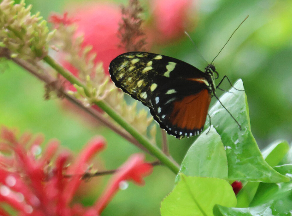 Butterfly resting among soft red and green garden colors