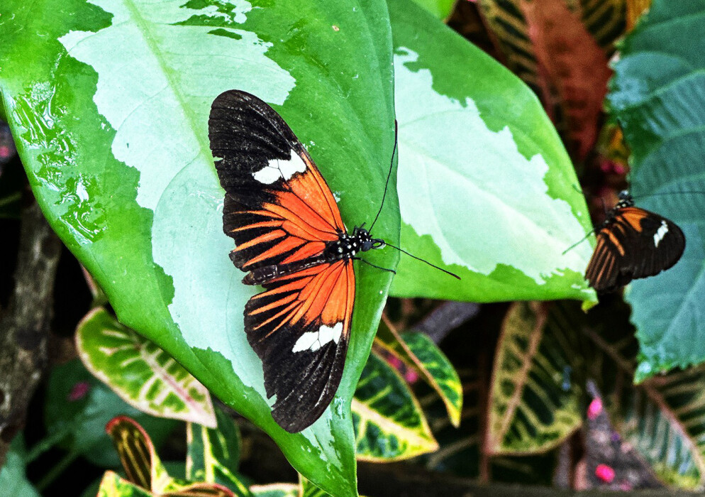 Orange and black butterflies among vivid tropical leaves